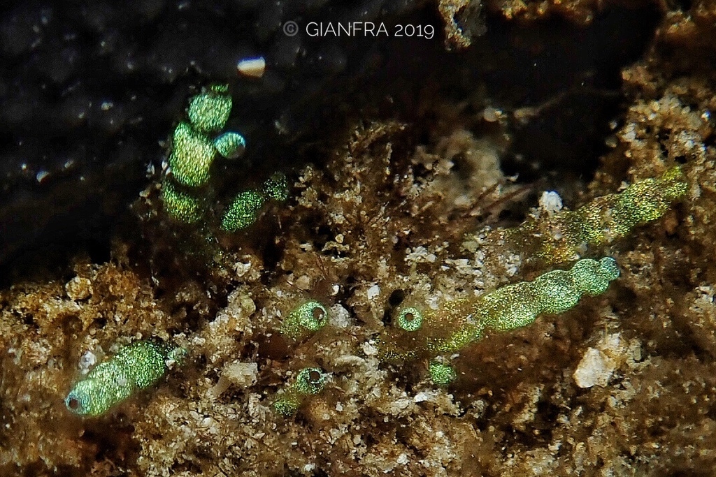 Gastroclonium clavatum