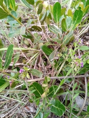 Polygala grandidieri image