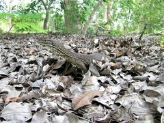 Varanus panoptes