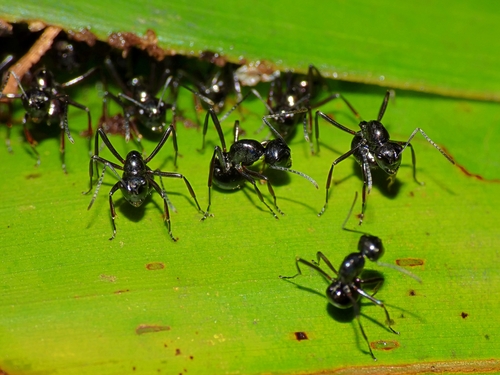 Polyrhachis brevinodaPolyrhachis brevinoda