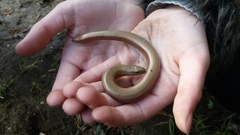 Anguis fragilis