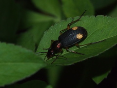 Chlaenius bioculatus
