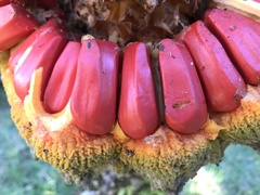 Encephalartos altensteinii