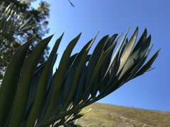 Encephalartos altensteinii