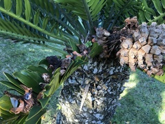 Encephalartos altensteinii