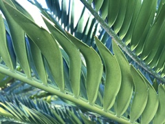 Encephalartos altensteinii