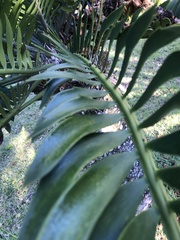 Encephalartos altensteinii