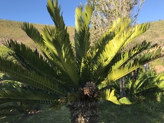 Encephalartos altensteinii