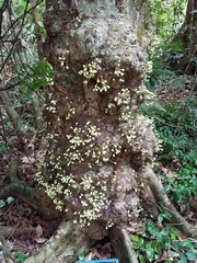 Syzygium cormiflorum