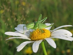 Poecilimon intermedius