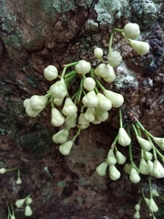 Syzygium cormiflorum
