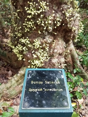 Syzygium cormiflorum