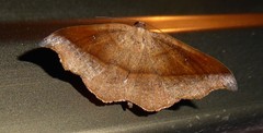 Sarisa muriferata