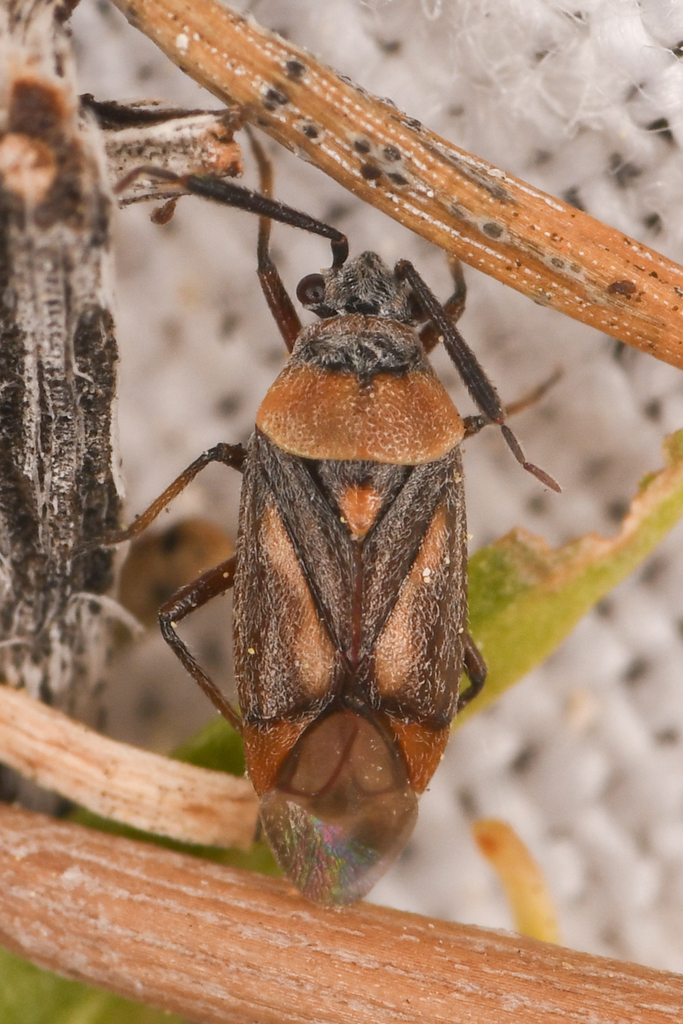 Largidea rubida
