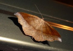 Sarisa muriferata
