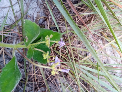 Streptocarpus thompsonii var. bojeri