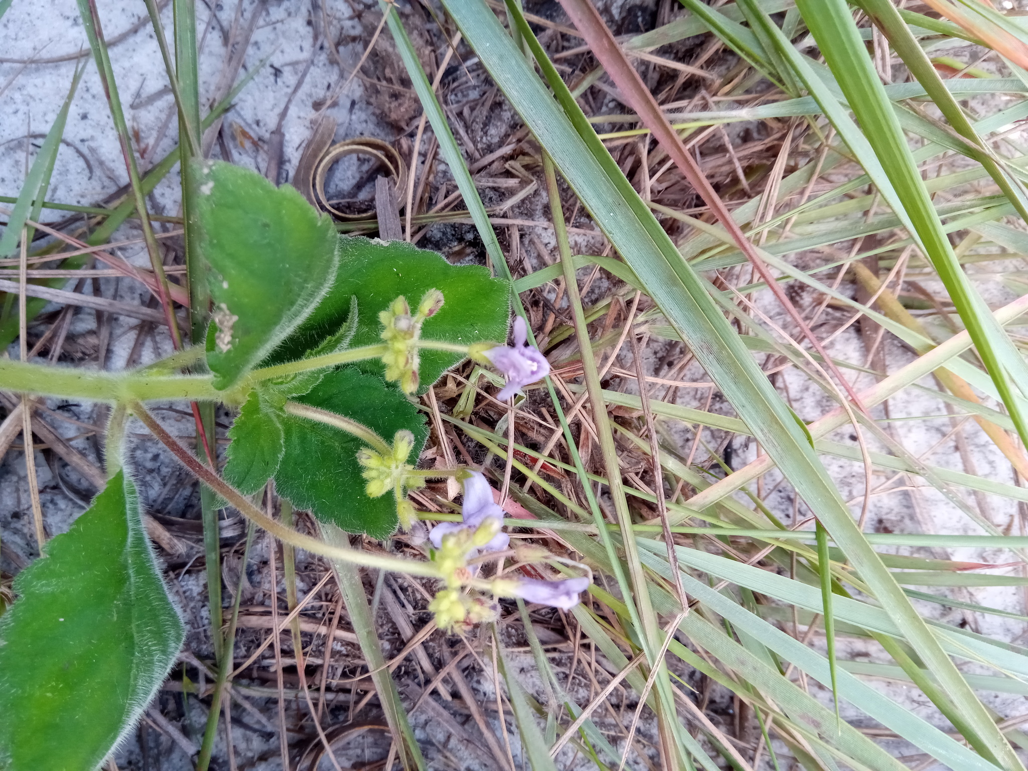 Streptocarpus thompsonii var. bojeri