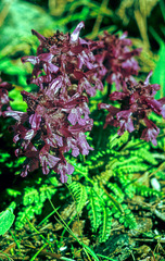 Pedicularis verticillata