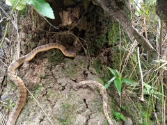 Pareas carinatus