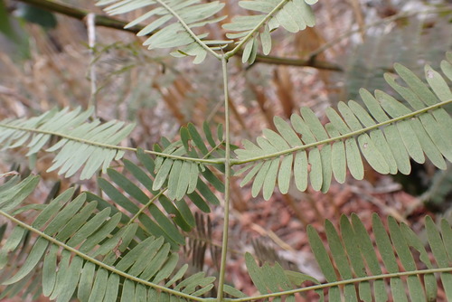 Piptadenia pteroclada · iNaturalist