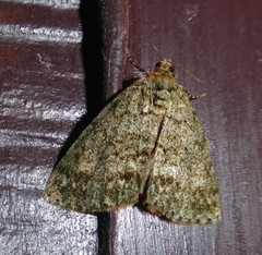 Pseudocoremia indistincta