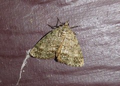 Pseudocoremia indistincta