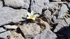 Gentianella filipes