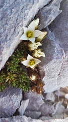 Gentianella filipes