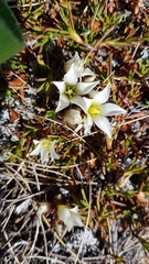 Gentianella filipes