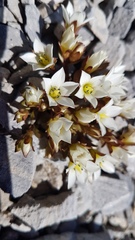 Gentianella filipes
