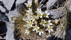 Gentianella filipes