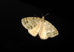 Pseudocoremia indistincta