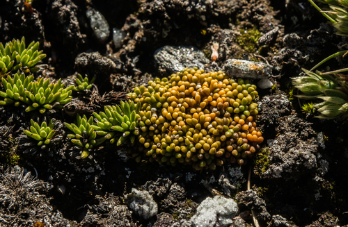 Phyllachne rubra (Phyllachne rubra)