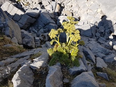 Anisotome pilifera
