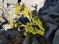Anisotome pilifera