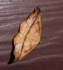 Sarisa muriferata