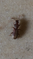 Oryzaephilus
