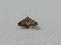 Pandesma quenavadi