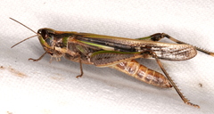 Aiolopus thalassinus dubius