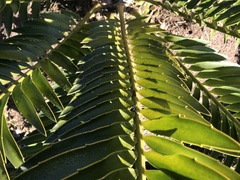 Encephalartos altensteinii
