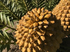 Encephalartos altensteinii