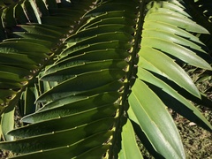 Encephalartos altensteinii
