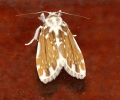 Pseudoadites frigida