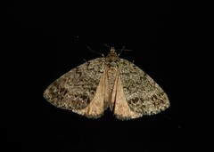 Pseudocoremia indistincta