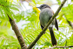 Green-Tailed Warbler photo 5