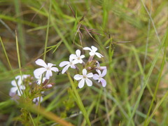 Buchnera longespicata