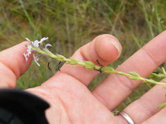 Buchnera longespicata