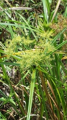 Cyperus odoratus image