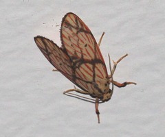 Barsilene pallinflexa