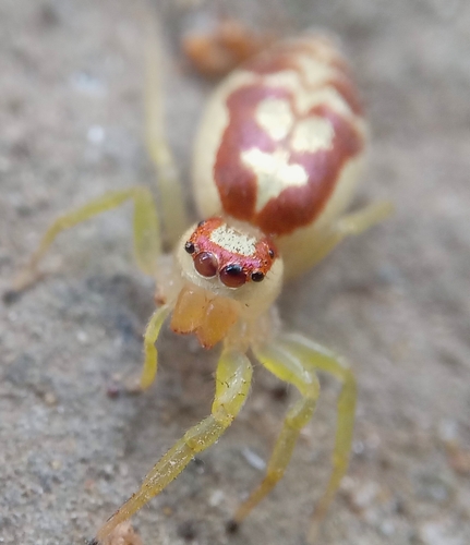 Thiania aura